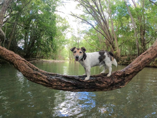 Max standing on a tree vine.