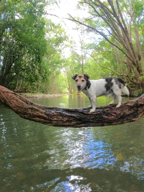 istock One jack russell terrier brown black and white  standing on a tree vine going across the fresh water swimming hole.  Green trees and ferns surrounding the water.  Currumbin Rock Pools, Gold Coast Queensland Australia 1348001817
