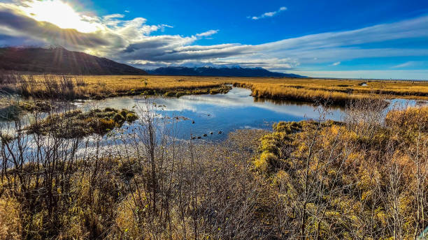 istock Potters Marsh bird sanctuary of Alaska 1348002742