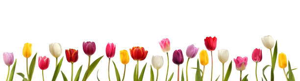istock Blooming tulips of different colors 1348002908