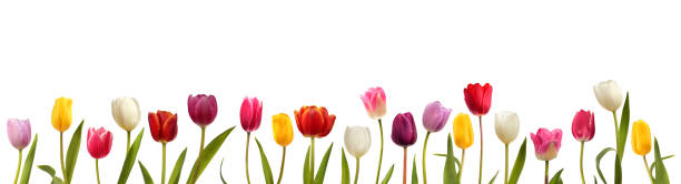 blooming tulips of different colors - flower white tulip blossom imagens e fotografias de stock