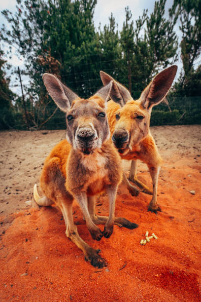 Kangaroo couple standing, looking at the camera
