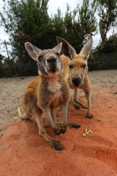istock Kangaroo couple standing, looking at the camera 1348003764