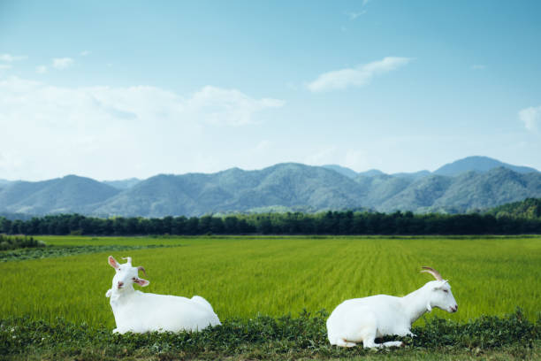 Goat in front of the field
