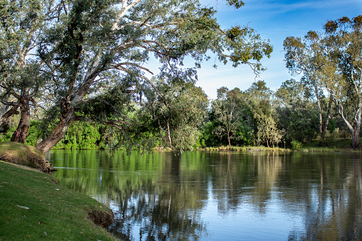 Tranquil reflections of eucalyptus gum trees in Murray River which forms state border between Victoria and New South Wales, Australia