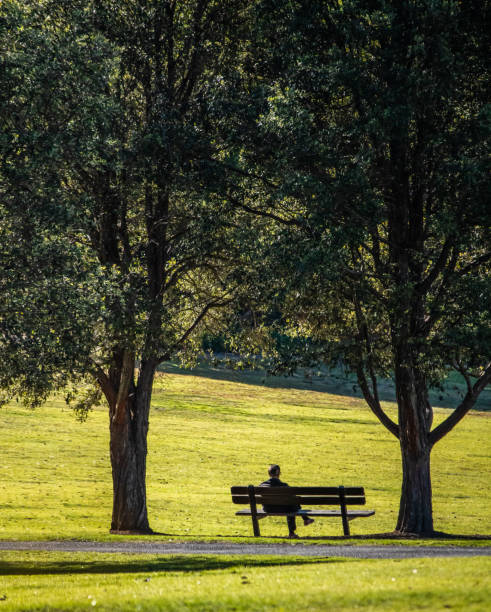 istock Man sitting alone in sunshine on park bench between large eucalyptus gum trees 1348006647