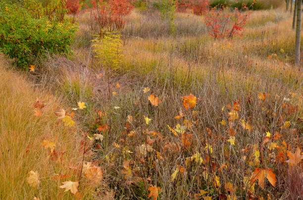 beautifully colored bushes of orange color in a flowerbed with perennials. ornamental grasses are dry but still aesthetic. maple leaves form autumn sprinkled layers beautifully colored bushes of orange color in a flowerbed with perennials. ornamental grasses are dry but still aesthetic. maple leaves form autumn sprinkled layers, amelanchier, canadensis, lamarckii, ovalis, miscanthus, veronicastrum, amelanchier, sinensis, virginicum blueberry autumn bush northblue blueberry stock pictures, royalty-free photos & images