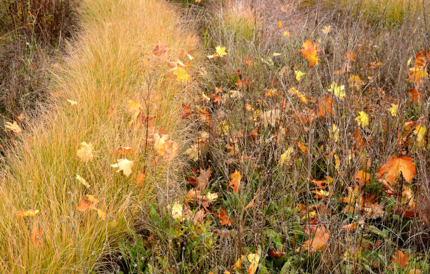 beautifully colored bushes of orange color in a flowerbed with perennials. ornamental grasses are dry but still aesthetic. maple leaves form autumn sprinkled layers beautifully colored bushes of orange color in a flowerbed with perennials. ornamental grasses are dry but still aesthetic. maple leaves form autumn sprinkled layers, amelanchier, canadensis, lamarckii, ovalis, miscanthus, veronicastrum, amelanchier, sinensis, virginicum blueberry autumn bush northblue blueberry stock pictures, royalty-free photos & images