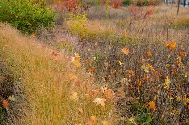 beautifully colored bushes of orange color in a flowerbed with perennials. ornamental grasses are dry but still aesthetic. maple leaves form autumn sprinkled layers beautifully colored bushes of orange color in a flowerbed with perennials. ornamental grasses are dry but still aesthetic. maple leaves form autumn sprinkled layers, amelanchier, canadensis, lamarckii, ovalis, miscanthus, veronicastrum, amelanchier, sinensis, virginicum blueberry autumn bush northblue blueberry stock pictures, royalty-free photos & images