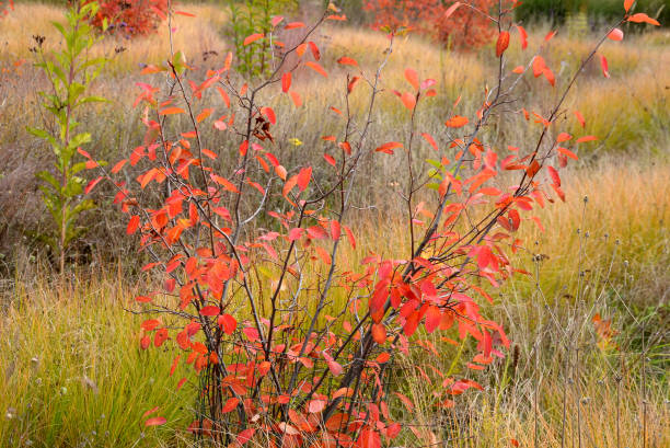 beautifully colored bushes of orange color in a flowerbed with perennials. ornamental grasses are dry but still aesthetic. maple leaves form autumn sprinkled layers beautifully colored bushes of orange color in a flowerbed with perennials. ornamental grasses are dry but still aesthetic. maple leaves form autumn sprinkled layers, amelanchier, canadensis, lamarckii, ovalis, miscanthus, veronicastrum, amelanchier, sinensis, virginicum blueberry autumn bush northblue blueberry stock pictures, royalty-free photos & images