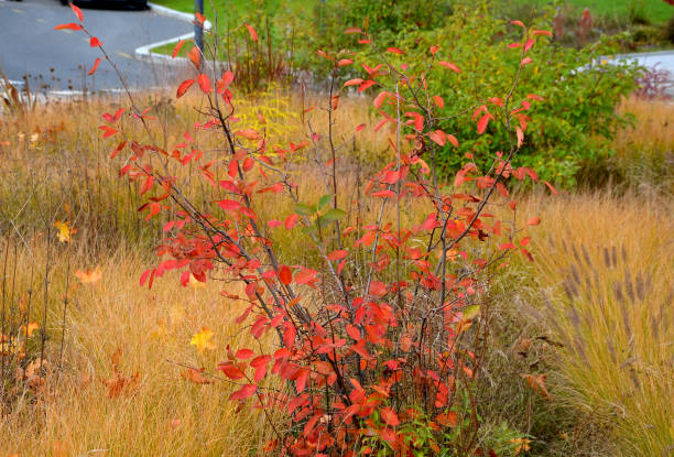 beautifully colored bushes of orange color in a flowerbed with perennials. ornamental grasses are dry but still aesthetic. maple leaves form autumn sprinkled layers beautifully colored bushes of orange color in a flowerbed with perennials. ornamental grasses are dry but still aesthetic. maple leaves form autumn sprinkled layers, amelanchier, canadensis, lamarckii, ovalis, miscanthus, veronicastrum, amelanchier, sinensis, virginicum blueberry autumn bush northblue blueberry stock pictures, royalty-free photos & images