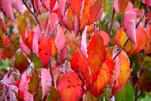 the color of litas and dogwood is red in October. the leaves are bright and frosted in the morning. ornamental shrubs and trees, cornus, kousa, serrulata, prunus