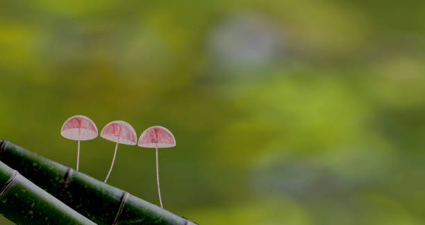 istock 3d rendering Mushroom Wallpaper with nice background color 1348007395