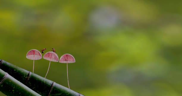 istock 3d rendering Mushroom Wallpaper with nice background color 1348007526
