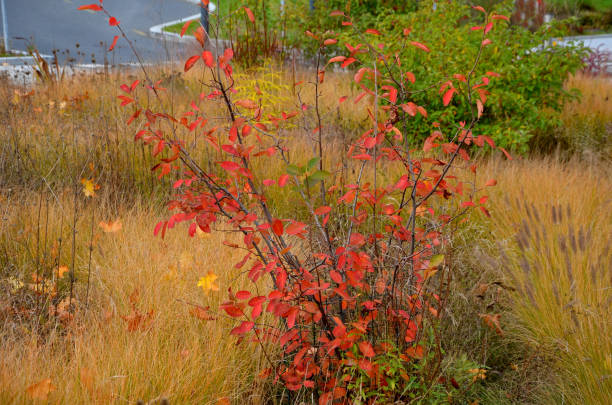 beautifully colored bushes of orange color in a flowerbed with perennials. ornamental grasses are dry but still aesthetic. maple leaves form autumn sprinkled layers beautifully colored bushes of orange color in a flowerbed with perennials. ornamental grasses are dry but still aesthetic. maple leaves form autumn sprinkled layers, amelanchier, canadensis, lamarckii, ovalis, miscanthus, veronicastrum, amelanchier, sinensis, virginicum blueberry autumn bush northblue blueberry stock pictures, royalty-free photos & images