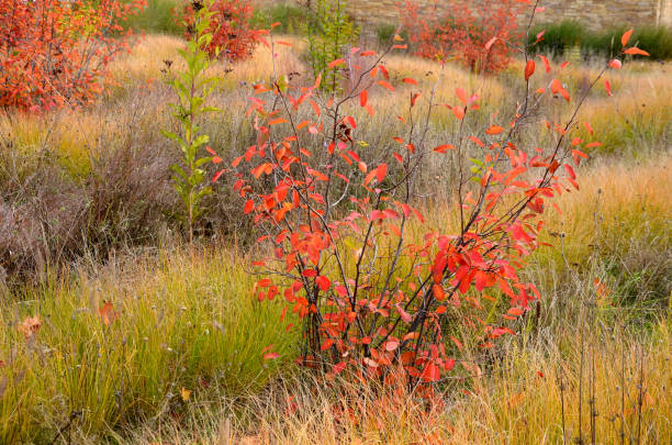 beautifully colored bushes of orange color in a flowerbed with perennials. ornamental grasses are dry but still aesthetic. maple leaves form autumn sprinkled layers beautifully colored bushes of orange color in a flowerbed with perennials. ornamental grasses are dry but still aesthetic. maple leaves form autumn sprinkled layers, amelanchier, canadensis, lamarckii, ovalis, miscanthus, veronicastrum, amelanchier, sinensis, virginicum blueberry autumn bush northblue blueberry stock pictures, royalty-free photos & images