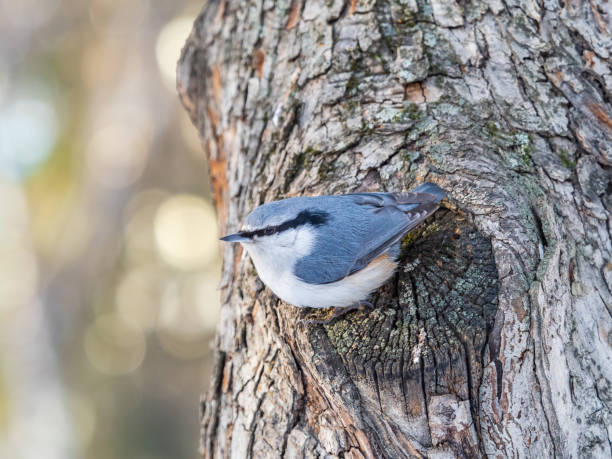 istock Eurasian nuthatch or wood nuthatch, lat. Sitta europaea, sitting on a tree trunk with a blurred background. 1348008300