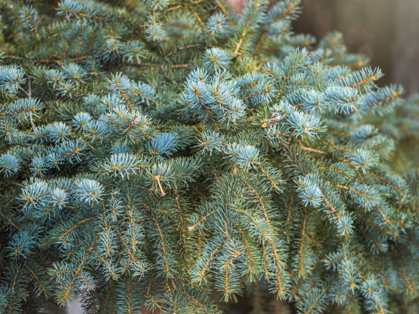 istock Green fir branches in winter during at sunset 1348008322