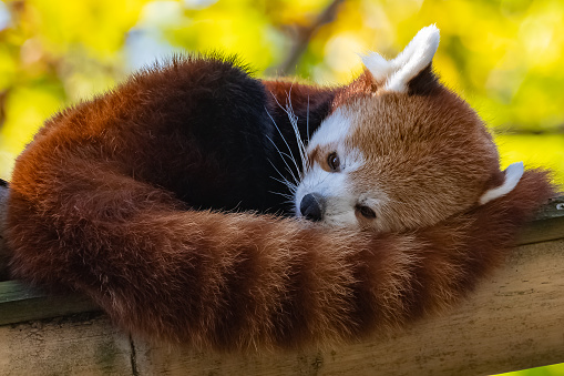 A red panda, Ailurus fulgens, sleeping on a bamboo
