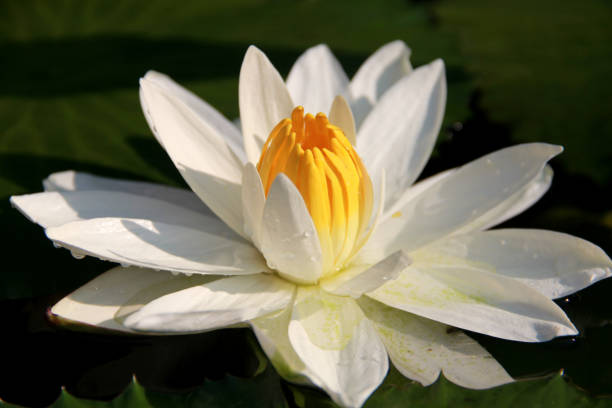 istock lotus flora white flower beautiful 1348009487