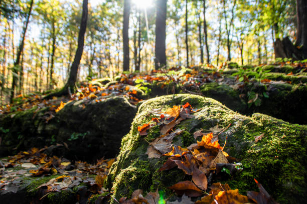 The sun shines through the trees and onto the rocky Autumn-coloured forest floor with red, orange, and yellow leaves visible in the foreground, near Owen Sound, Ontario.
