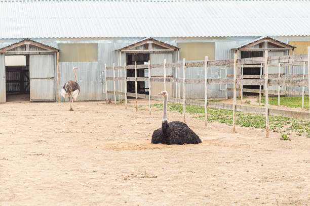 istock African ostrich on a farm in summer. A big bird 1348014230
