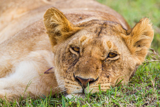 leões jovens do orgulho do pântano relaxam na grama do masai mara, quênia - lions tooth - fotografias e filmes do acervo