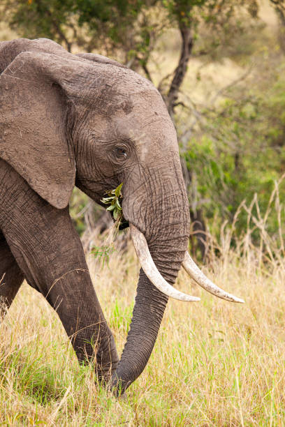 Elephant grazing on the open savannah of the Masai Mara, Kenya stock photo