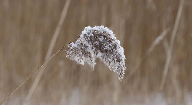 istock Dried reed inflorescence covered with snowflakes. 1348015480