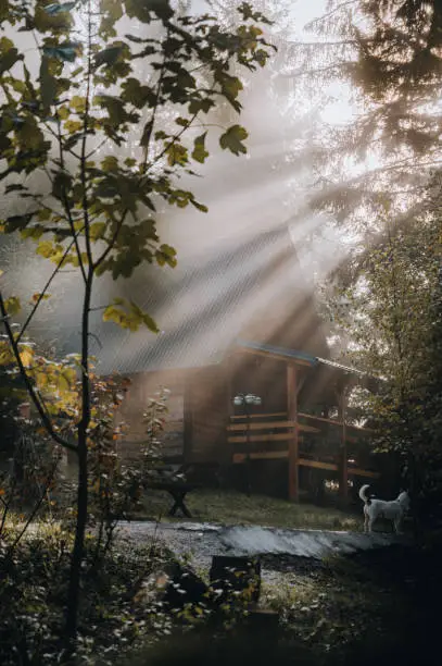 Photo of Cozy ecological chalet in the forest