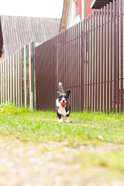 istock A small corgi dog runs with a toy 1348015668