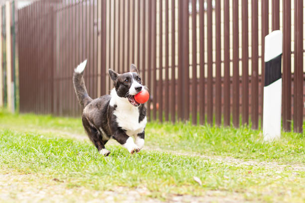 istock A small corgi dog runs with a toy 1348015672