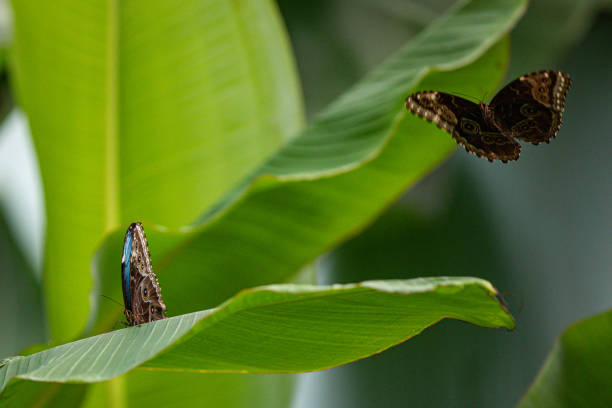 papillons bleus - blue silk morpho butterfly photos et images de collection