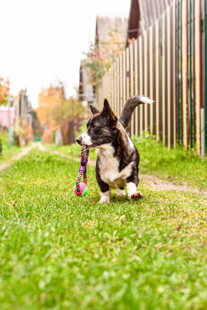 istock A small corgi dog runs with a toy 1348015870