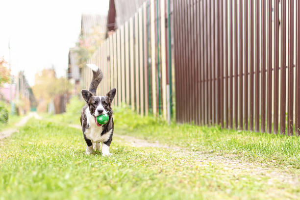 istock A small corgi dog runs with a toy 1348015872