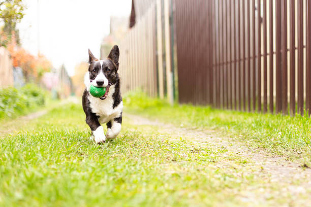 istock A small corgi dog runs with a toy 1348015890