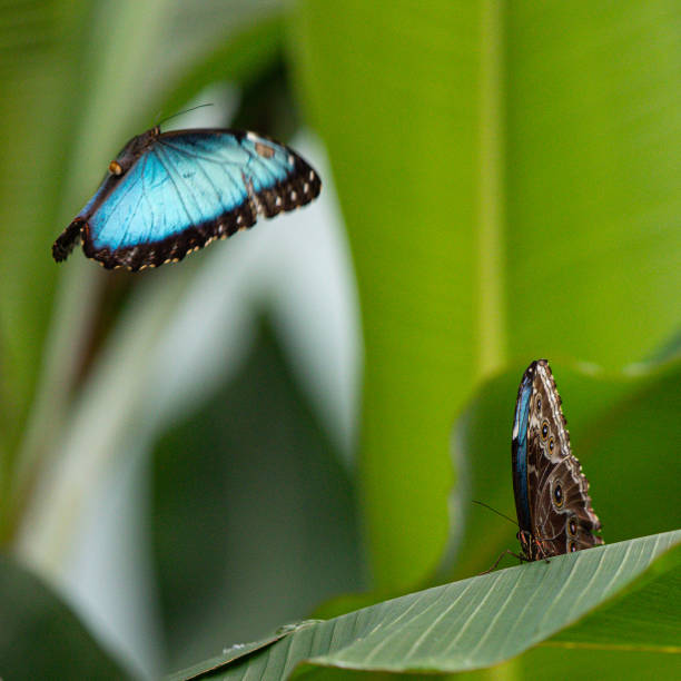 papillons bleus - blue silk morpho butterfly photos et images de collection