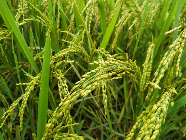istock Paddy crop field with rice in Nepal 1348017522