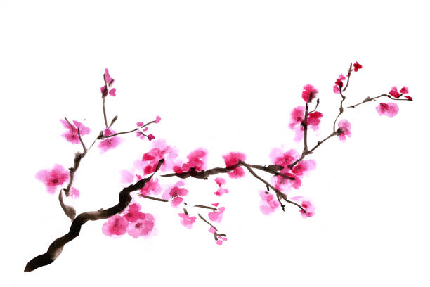 illustrazioni stock, clip art, cartoni animati e icone di tendenza di acquerello artistico - un ramo di sakura in fiore. illustrazione disegnata a mano per biglietti di auguri, poster e design professionale. ramo dell'albero fiorito della pittura giapponese. isolato su sfondo bianco. - oriental cherry tree