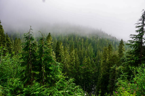 istock Beautiful mount Ranier national park. 1348019756