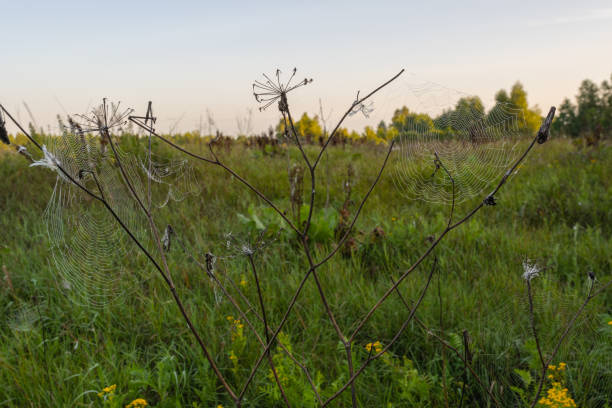 istock Cobweb on the background of a summer field at sunrise. 1348020004