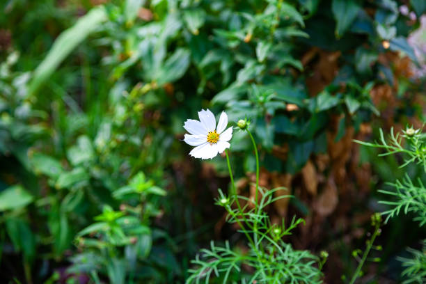 white kosmeya flower on a summer day - selective focus