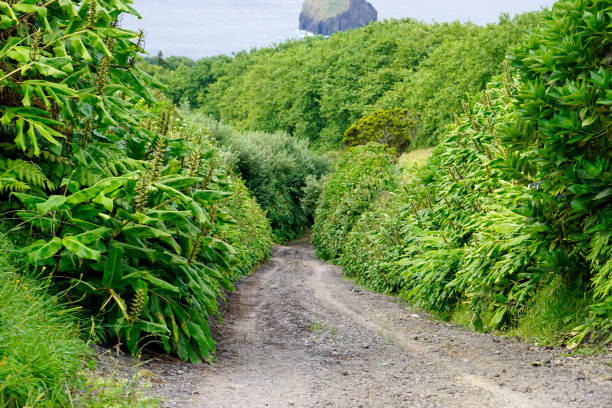 istock landscape on the azores 1348020762