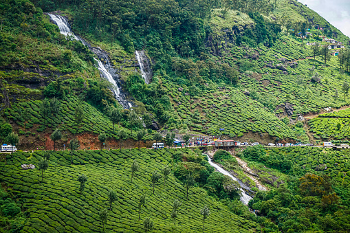 The hill station Ooty in India is most famous for its tea plantations