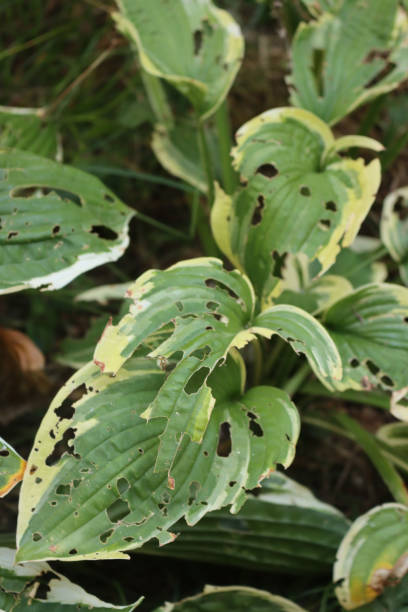 istock Variegated  Hosta with leaves damaged by snails and insects 1348020893