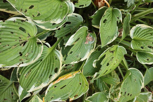 istock Variegated  Hosta with leaves damaged by snails and insects 1348020897