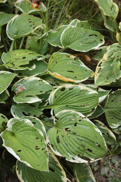 istock Variegated  Hosta with leaves damaged by snails and insects 1348020902