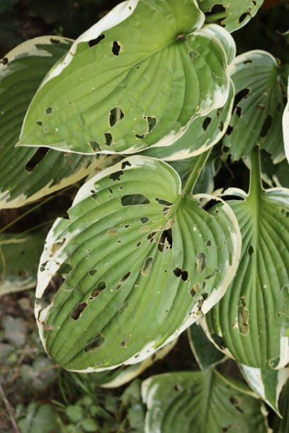 istock Variegated  Hosta with leaves damaged by snails and insects 1348020923