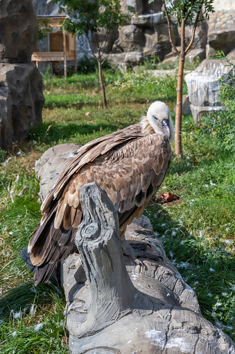 The griffon vulture (Gyps fulvus) is a large Old World vulture in the bird of prey family Accipitridae. The  Eurasian griffon.