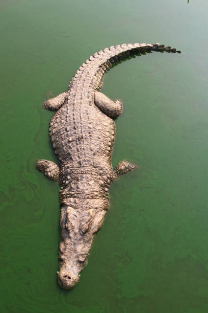 istock Crocodile swimming in lake. 1348022210